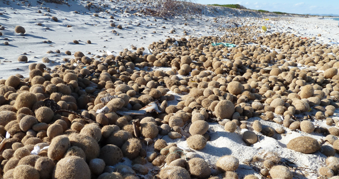 Neptungras als Bälle am Strand