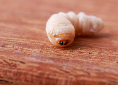 Tipps zur Holzwurmbekämpfung: So werden Sie die lästigen Biester los!