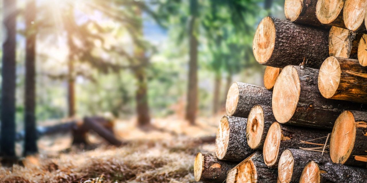 Die Eigenschaften von Holz im Überblick