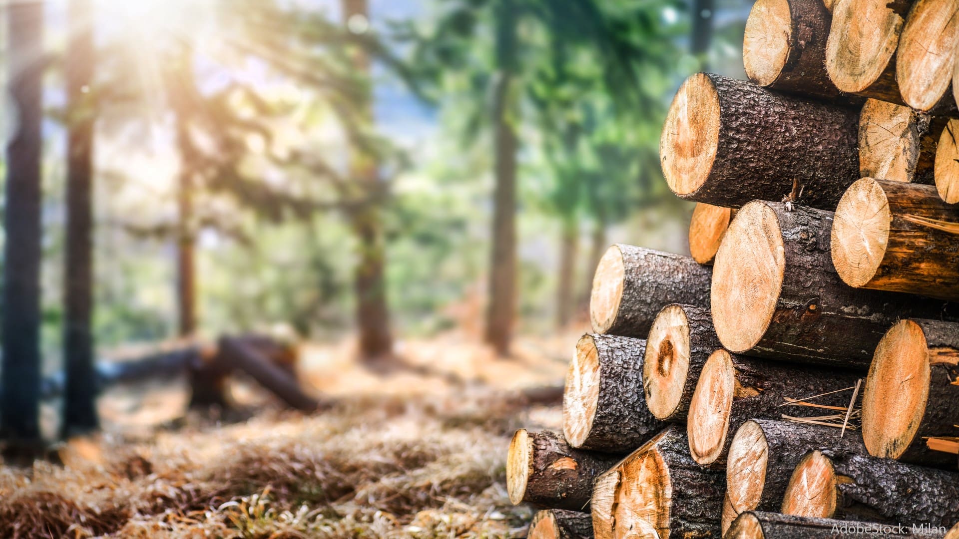Die Eigenschaften von Holz im Überblick