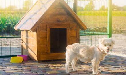 Hundehütte selber bauen