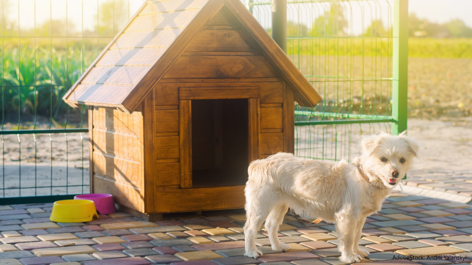 Hundehütte selber bauen